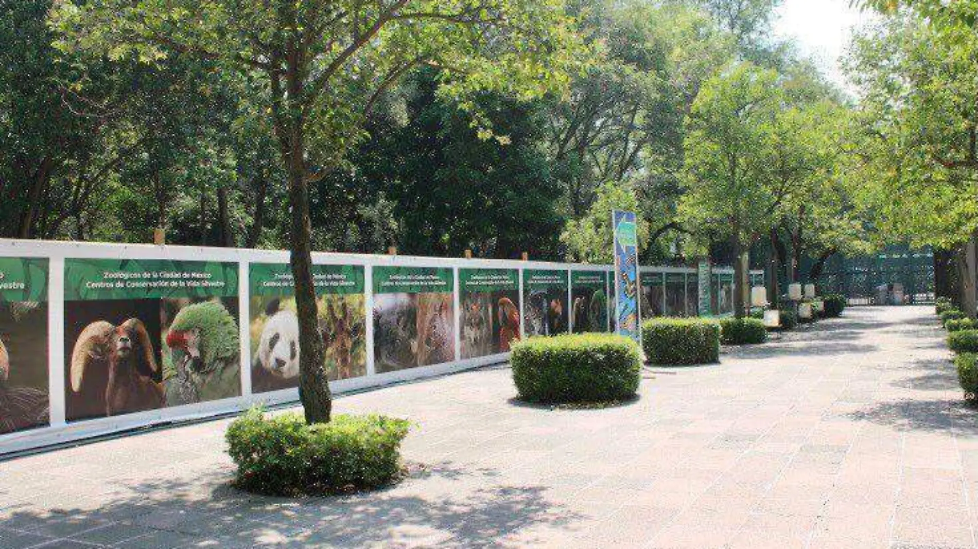 Avanza rehabilitación del Zoológico de Chapultepec; se conserva la naturaleza 
